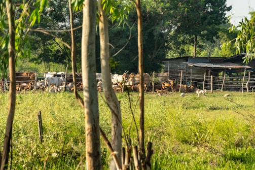 A rural landscape with a herd of cows grazing in a fenced area. There is a rustic wooden shed in the background, surrounded by lush greenery and trees. Sunlight filters through the leaves, creating a peaceful and serene atmosphere.
