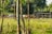A rural landscape with a herd of cows grazing in a fenced area. There is a rustic wooden shed in the background, surrounded by lush greenery and trees. Sunlight filters through the leaves, creating a peaceful and serene atmosphere.