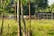 A rural landscape with a herd of cows grazing in a fenced area. There is a rustic wooden shed in the background, surrounded by lush greenery and trees. Sunlight filters through the leaves, creating a peaceful and serene atmosphere.