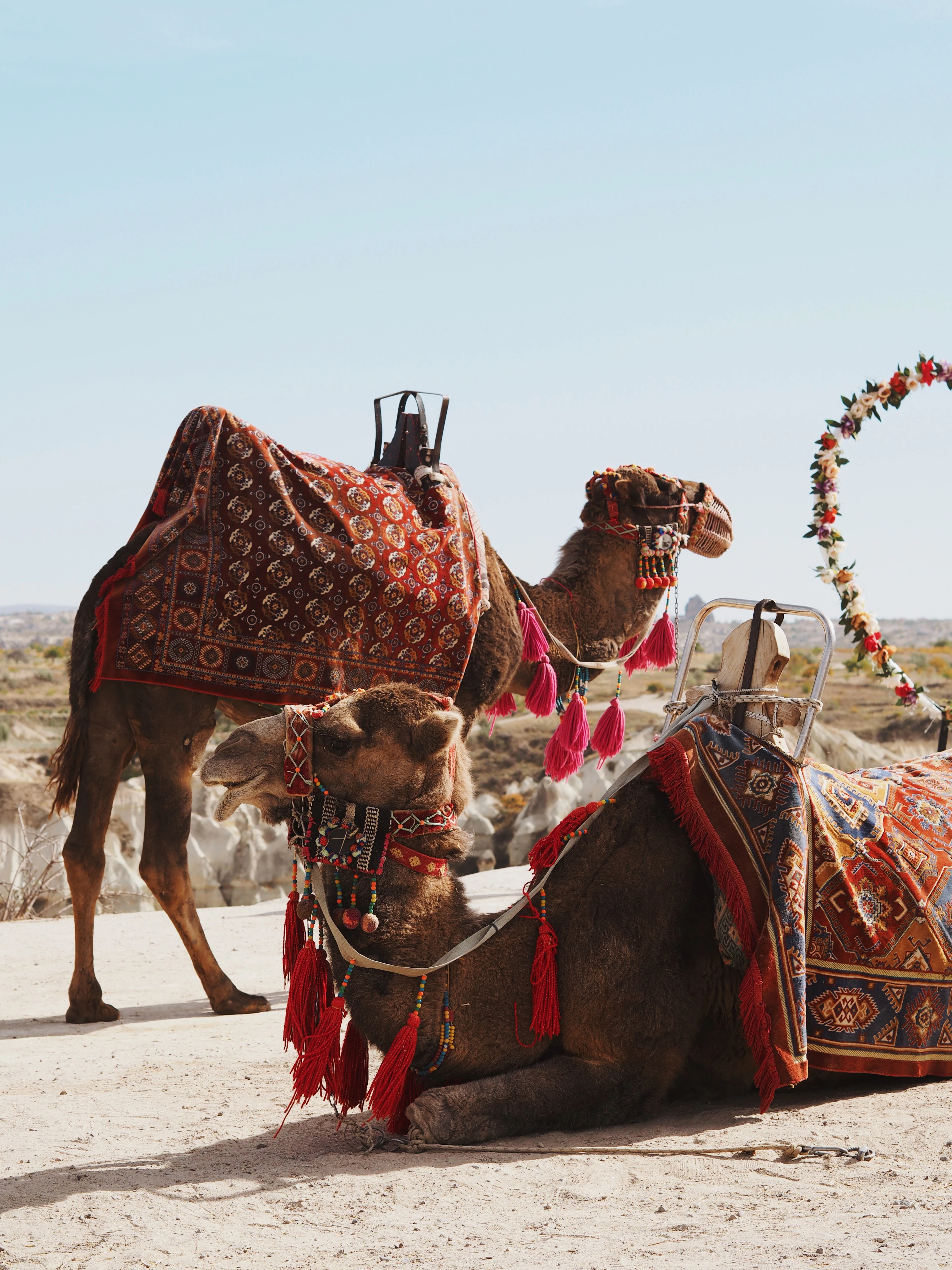 Two camels dressed in colorful tasseled tack stand and rest on sandy ground in Cappadocia.