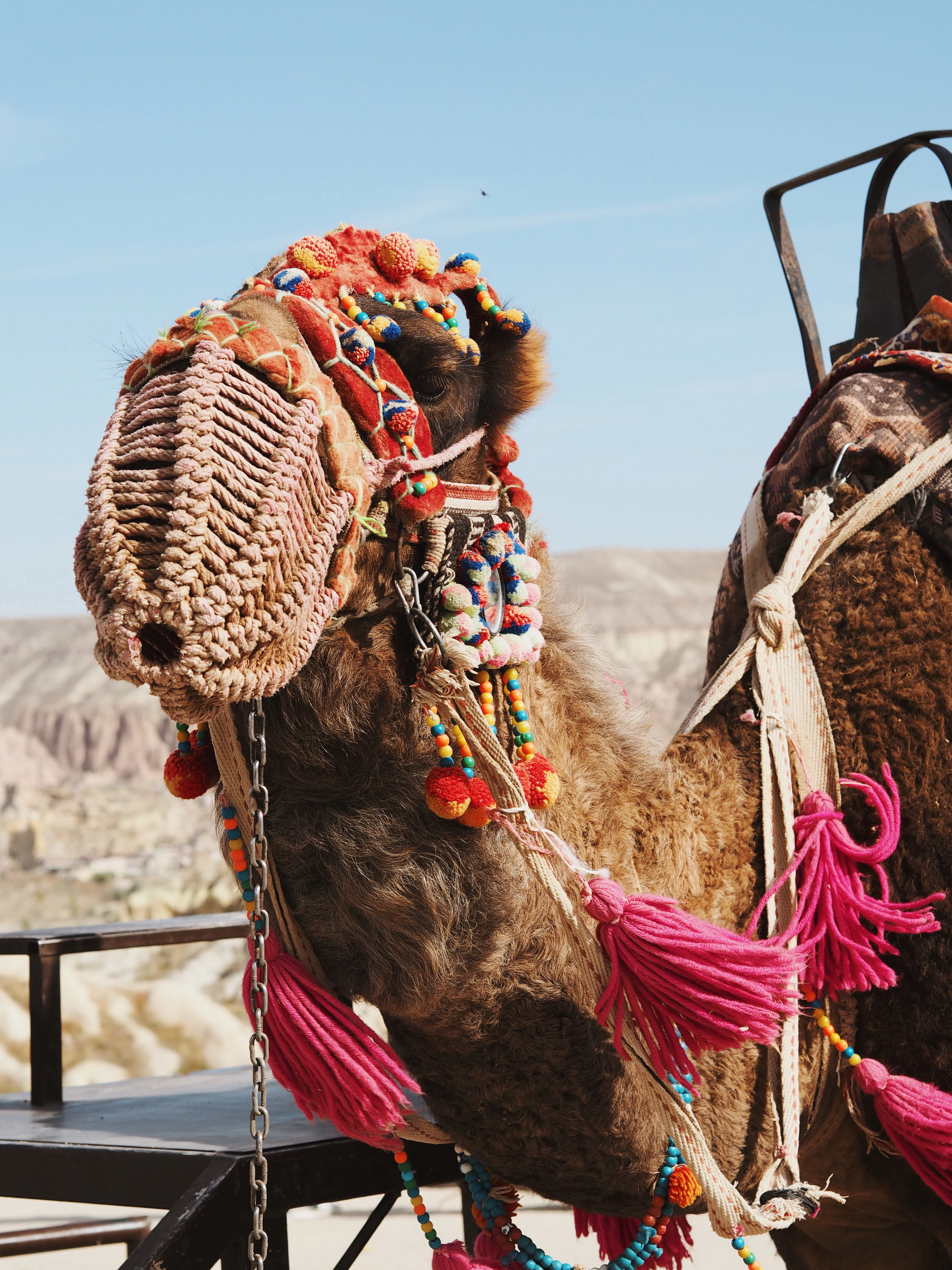 Close-up of a camel's head decorated with colorful tassels, beads and a woven headpiece.