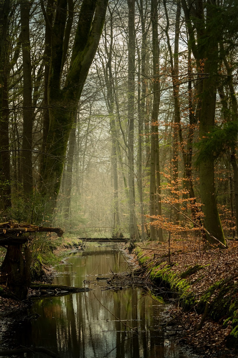 a stream running through a forest filled with lots of trees