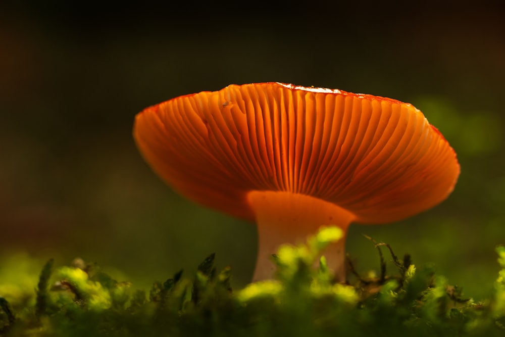 a close up of a mushroom in the grass