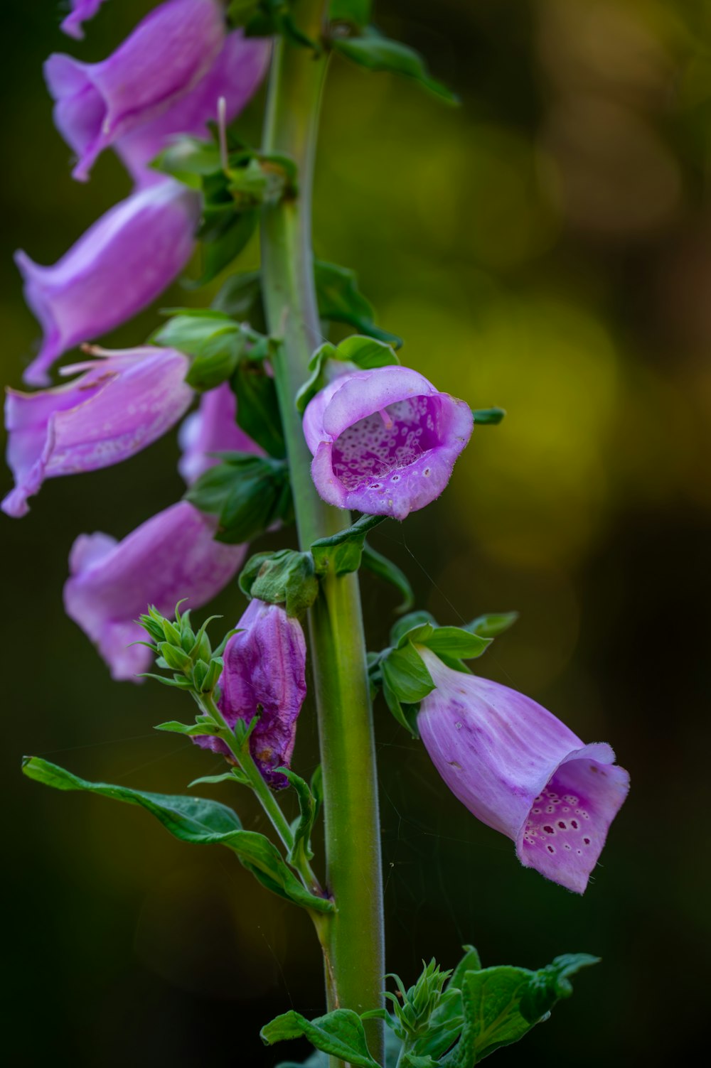 a close up of a purple flower on a stem