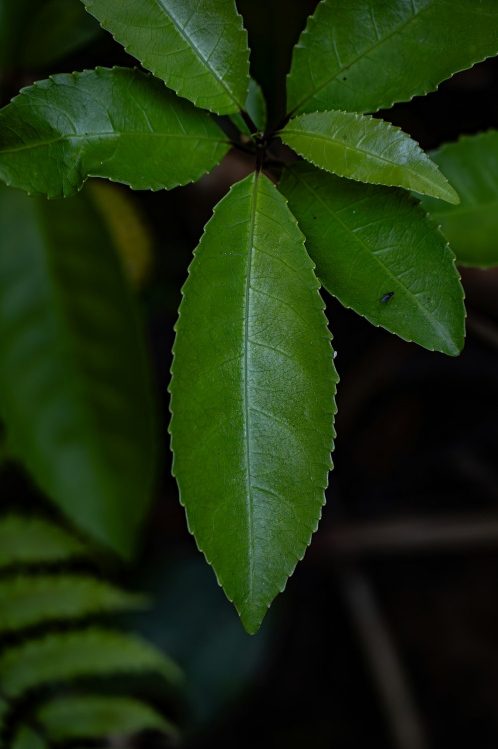 a close up of a green leaf on a tree