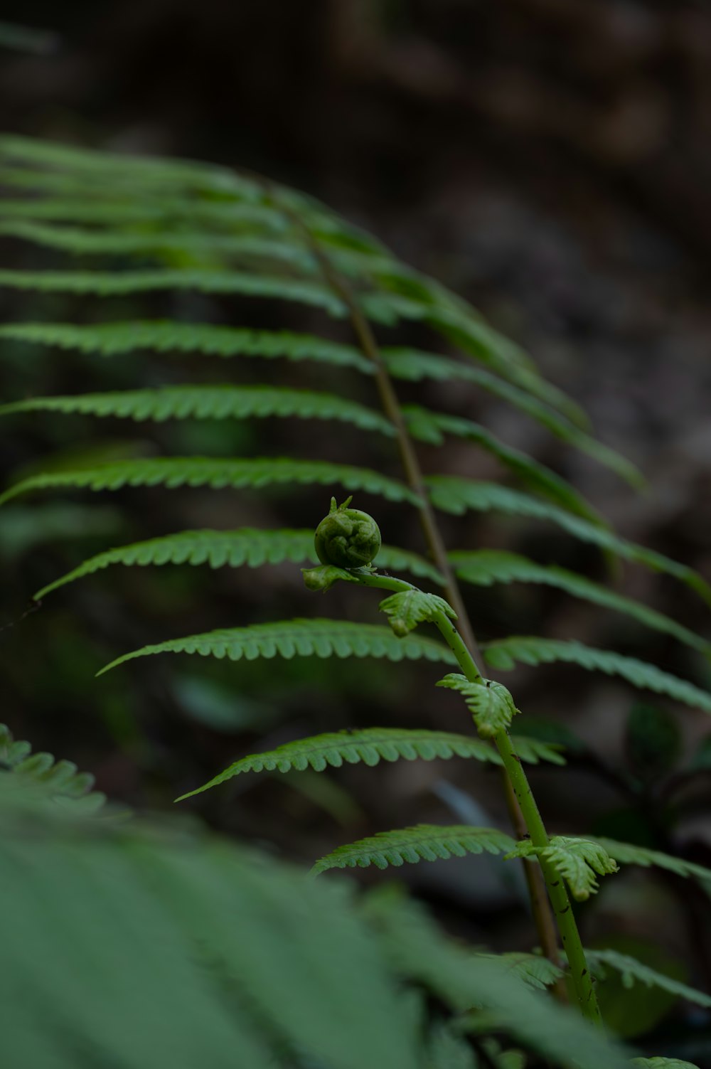 a green plant with leaves in the foreground