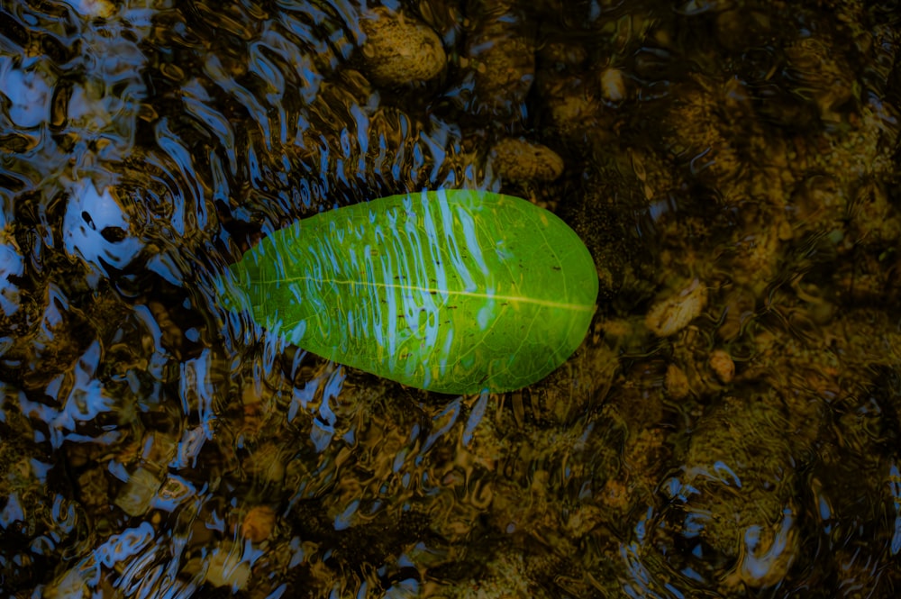 ein grünes Blatt, das auf einem Gewässer schwimmt
