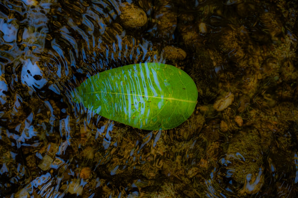 a green leaf floating on top of a body of water