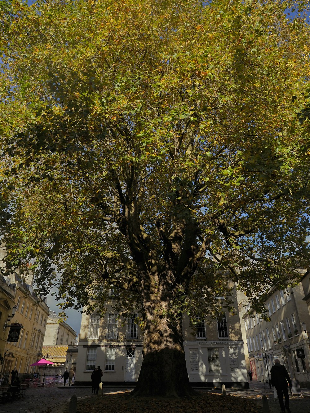 a large tree in the middle of a courtyard