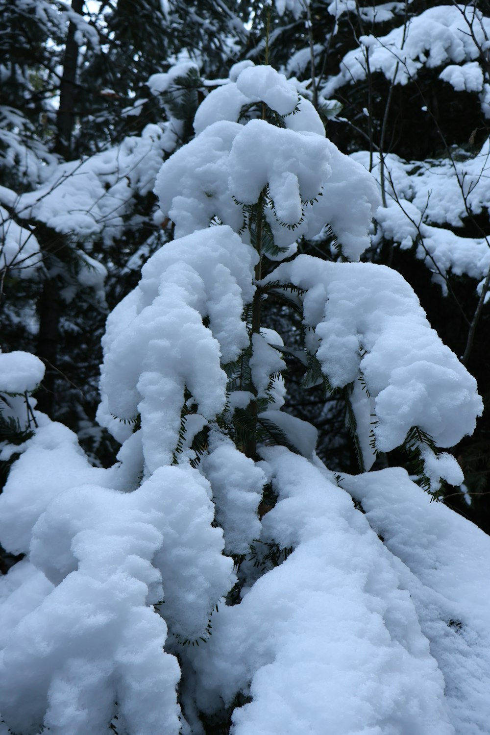 a pine tree covered in snow in a forest