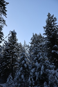 Winter Pines Calm