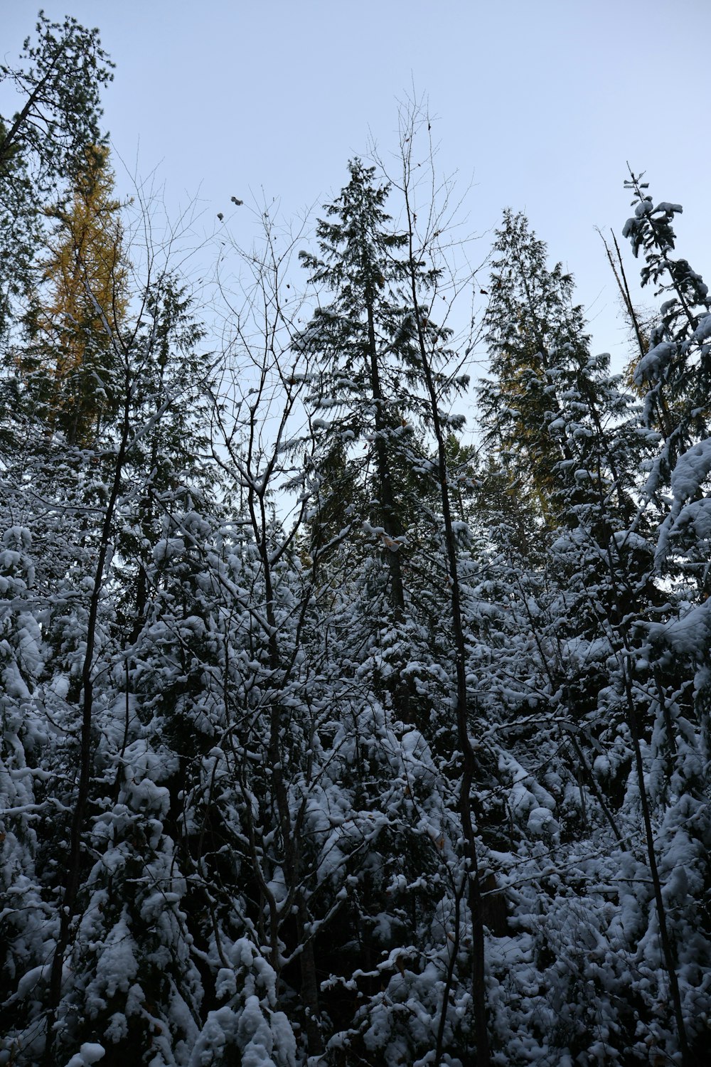 a forest filled with lots of snow covered trees