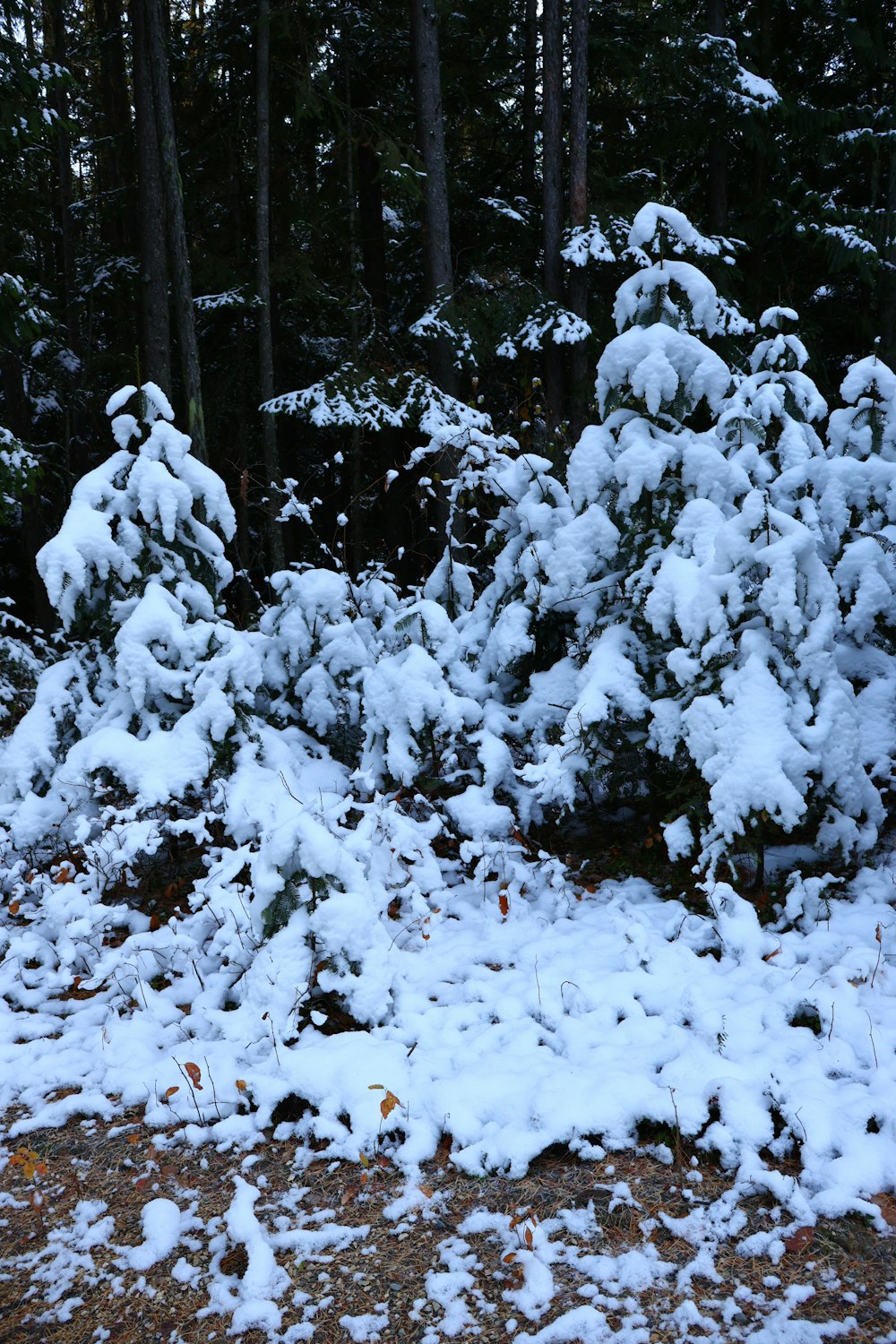 a bunch of snow covered trees in a forest