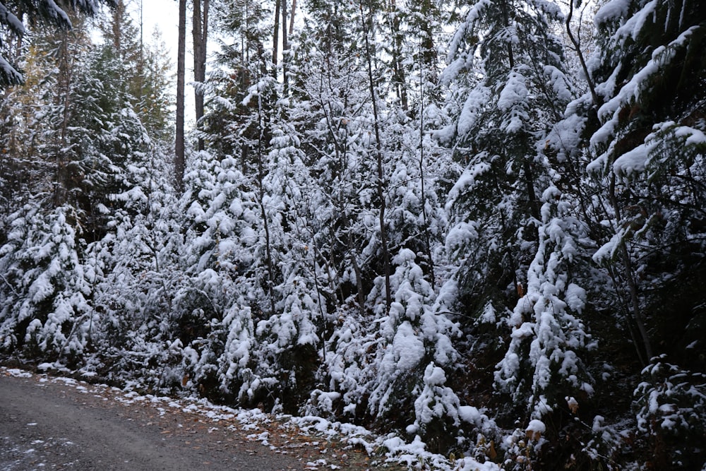 a road surrounded by snow covered trees