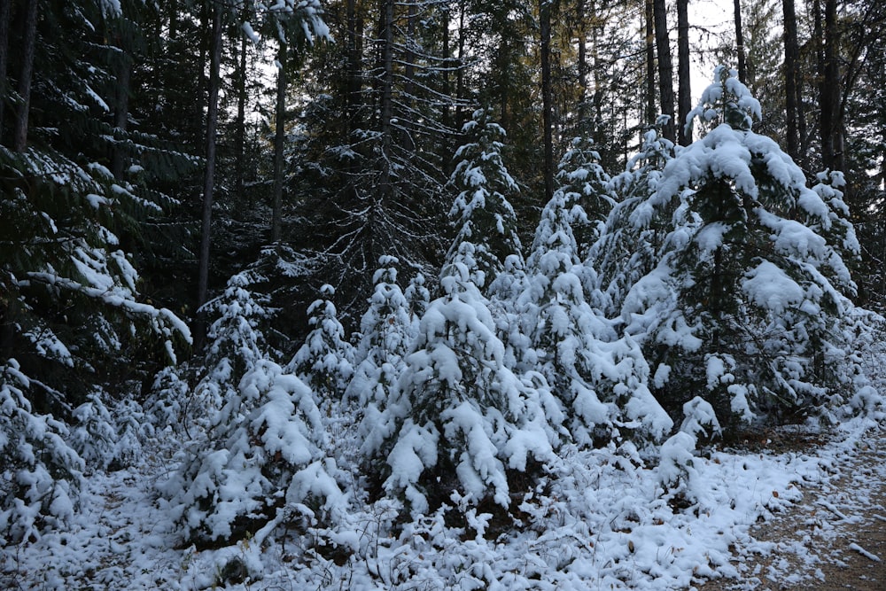 snow covered evergreen trees along a path in the woods