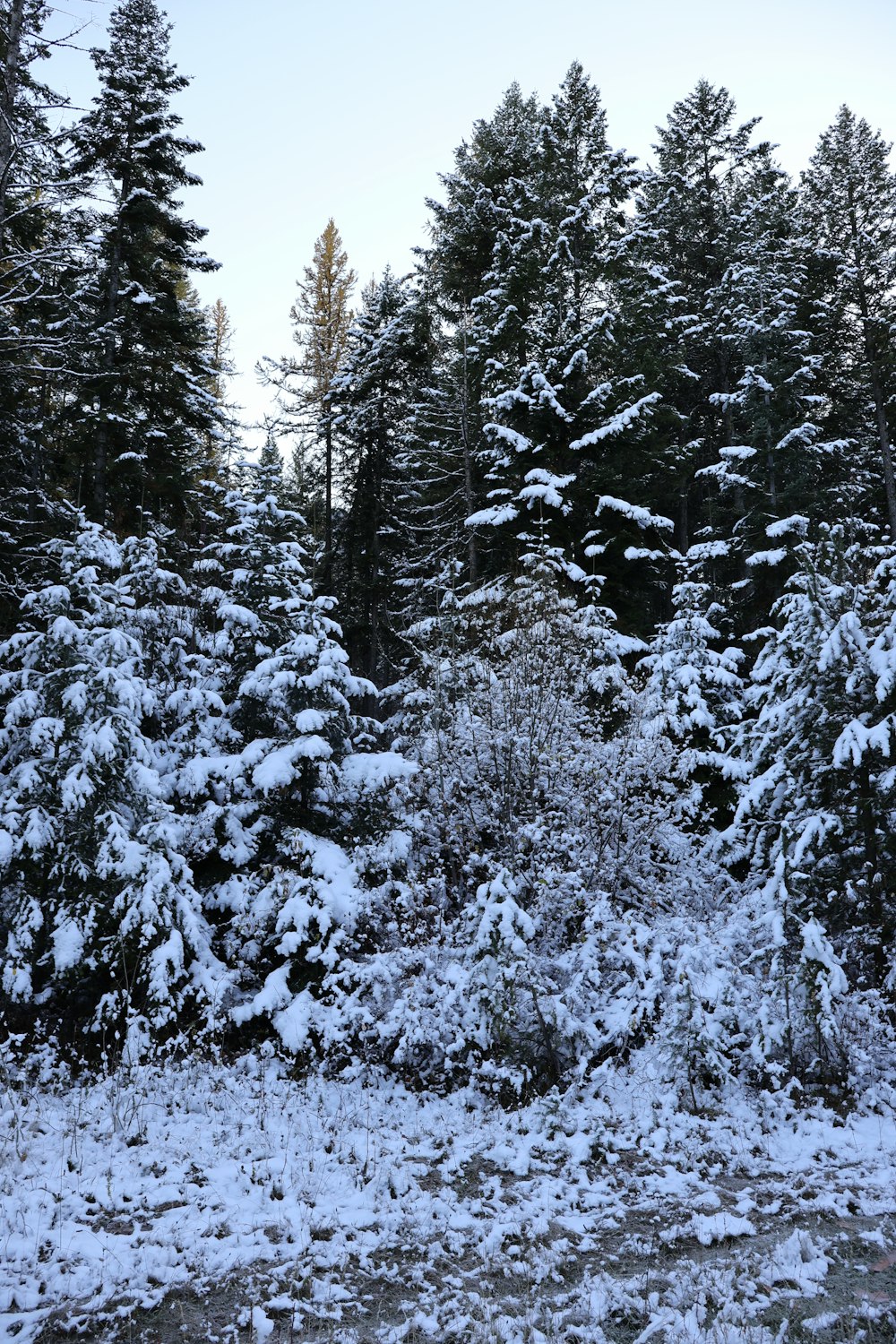 a snow covered forest filled with lots of trees