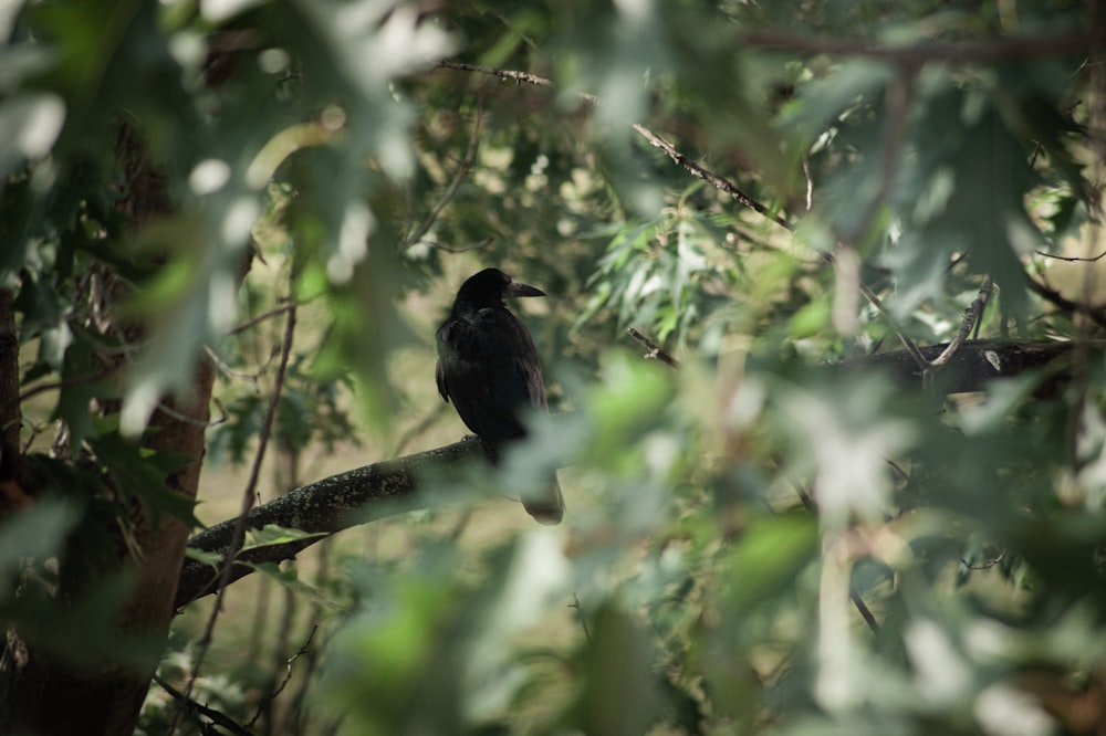 un oiseau noir assis au sommet d’une branche d’arbre