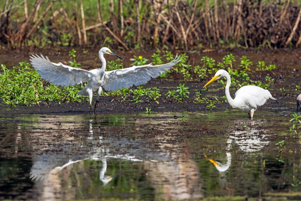 un paio di uccelli che stanno in piedi nell'acqua