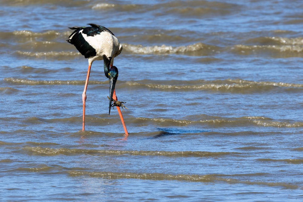 a black and white bird standing in the water