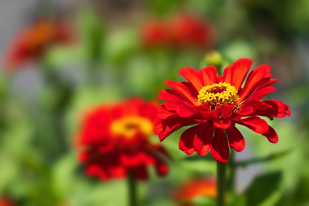 a close up of a red and yellow flower