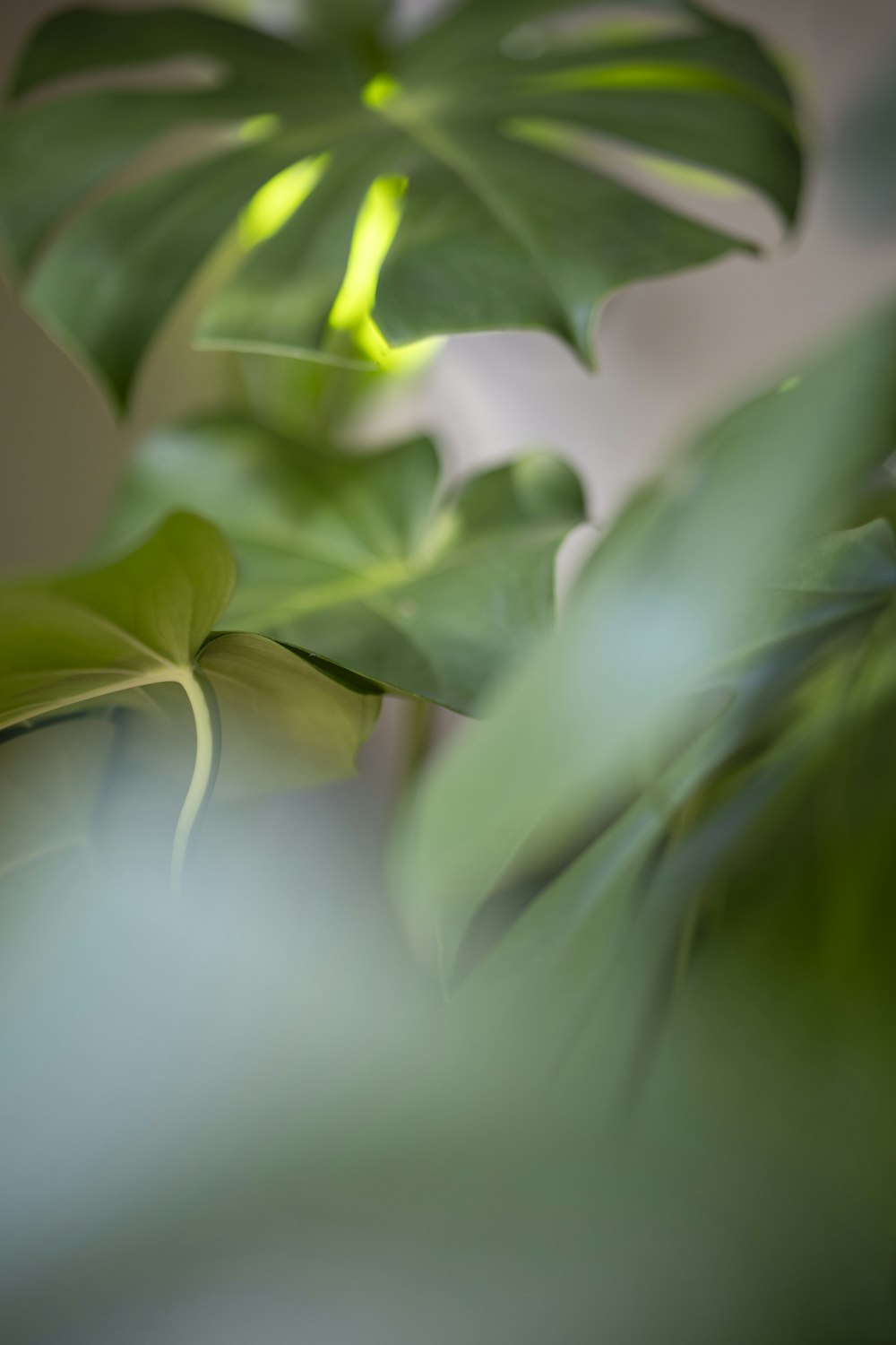 a close up of a plant with a blurry background