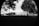 A black and white photograph of an outdoor scene featuring a concrete building with graffiti art on its walls, surrounded by trees and grass. The foreground is dominated by the silhouettes of two trees, casting shadows on the dark grass. The background contains a fence and additional trees, creating a contrast between the natural and urban environments.