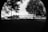 A black and white photograph of an outdoor scene featuring a concrete building with graffiti art on its walls, surrounded by trees and grass. The foreground is dominated by the silhouettes of two trees, casting shadows on the dark grass. The background contains a fence and additional trees, creating a contrast between the natural and urban environments.