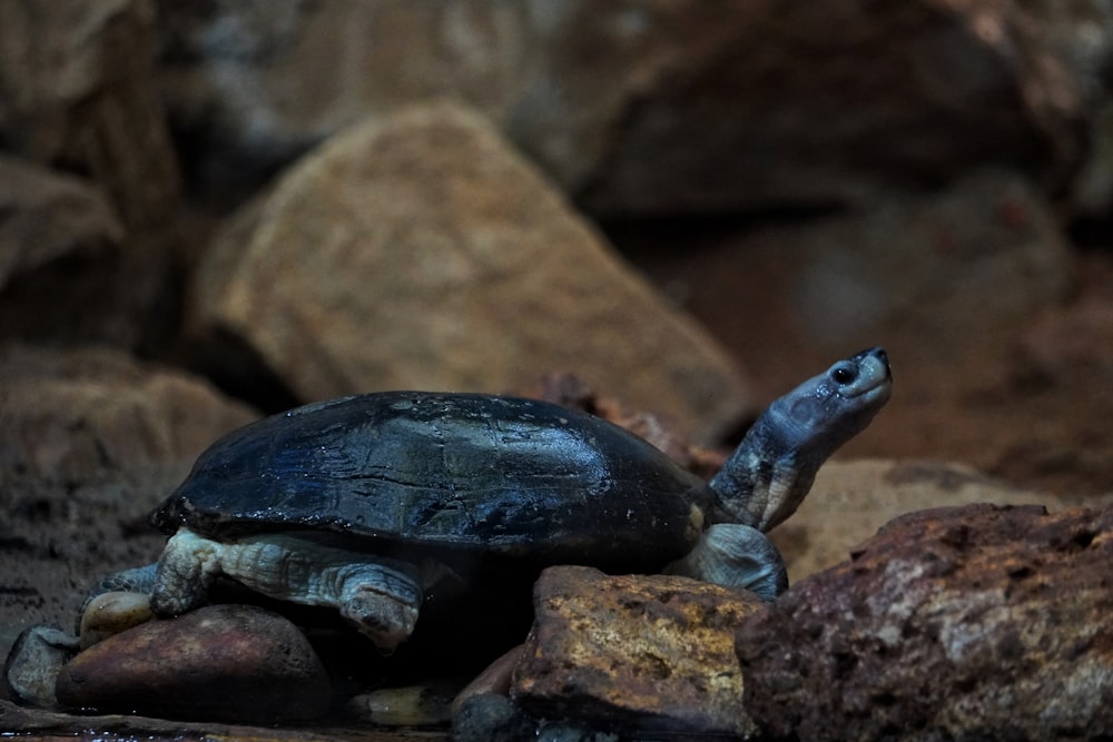 a turtle crawling on some rocks in the water