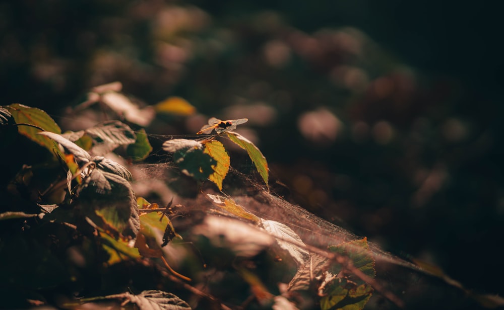 a close up of a leafy plant with a blurry background