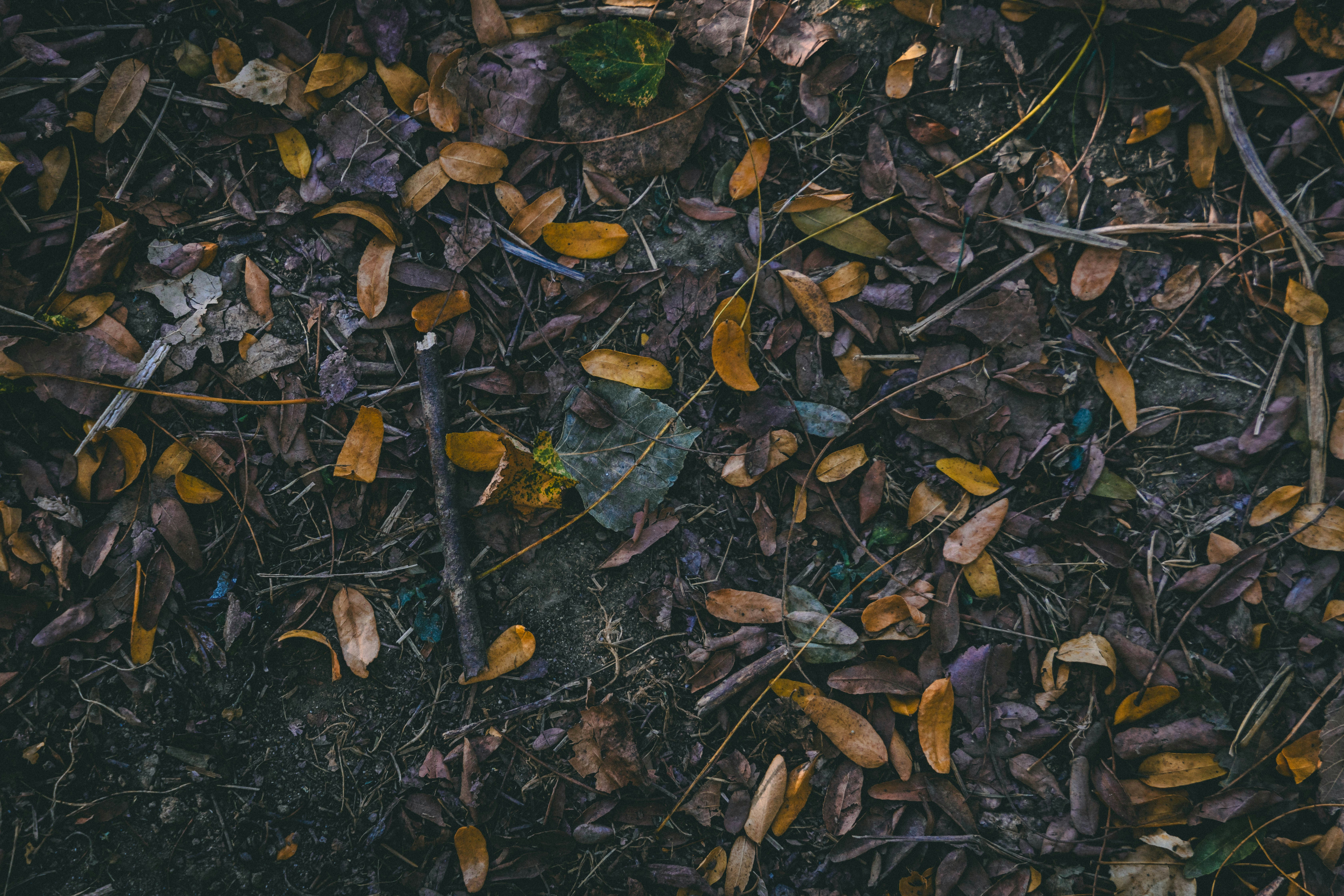 forest wallpaper aesthetic, wallpaper, Crafts for Adults: Fun Activities While Camping 2