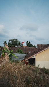 A rural landscape featuring houses with tiled roofs set against a backdrop of palm trees. A red and white flag is prominently visible, while the foreground has dry grass and banana plants.