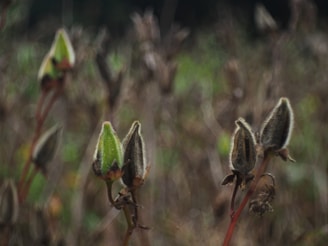 Close-up of fresh makhana pods on a lush green Indian farm.