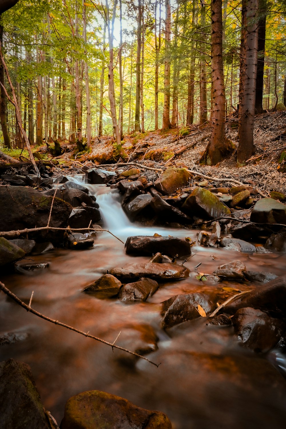 a stream running through a forest filled with lots of rocks