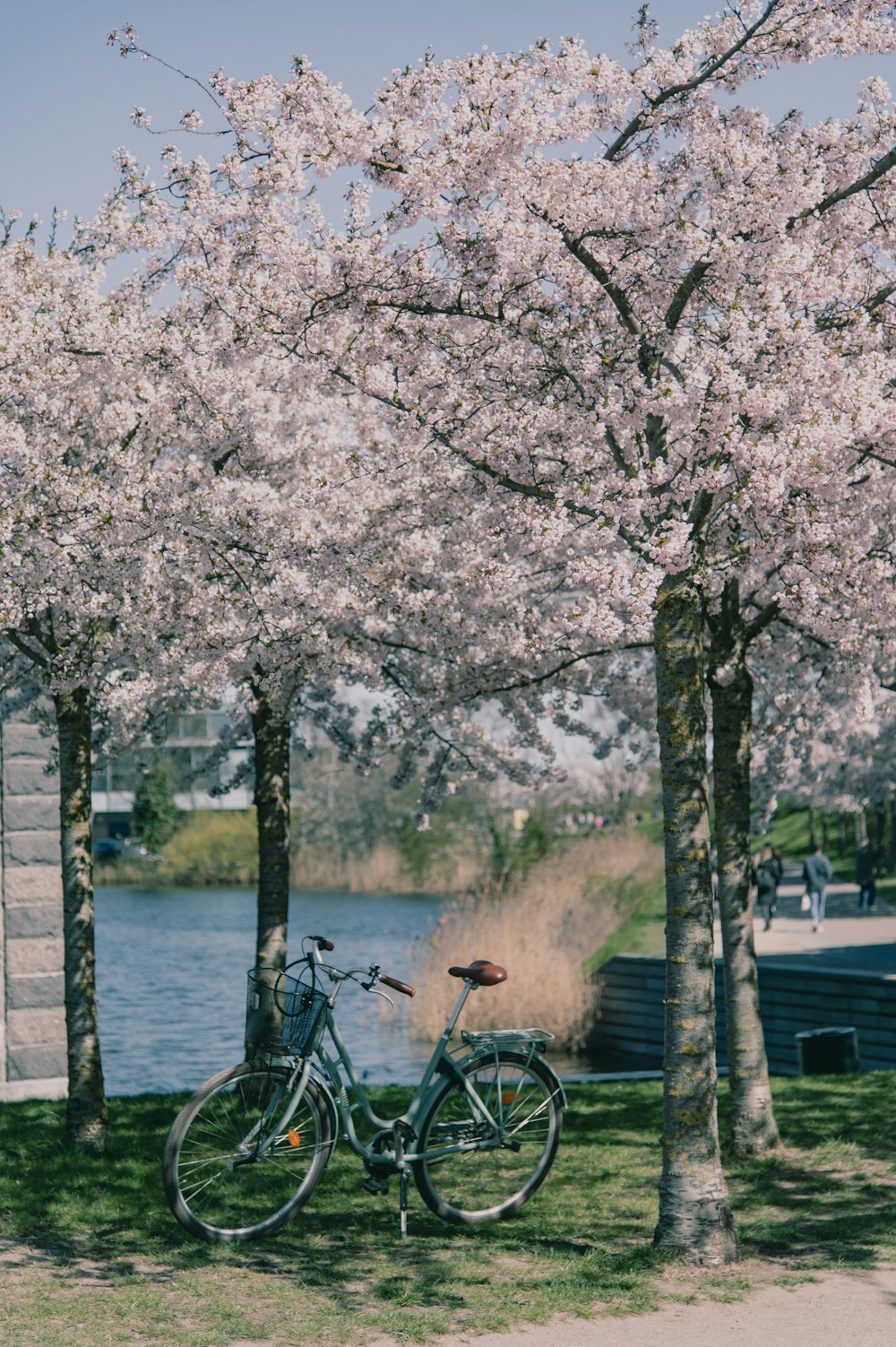 a bicycle parked next to a tree with pink flowers