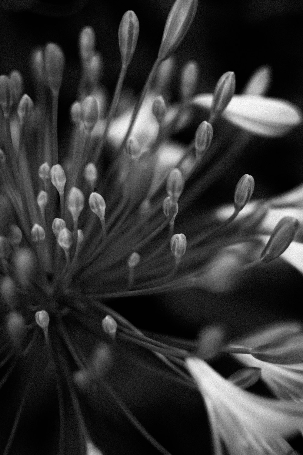 a black and white photo of a flower