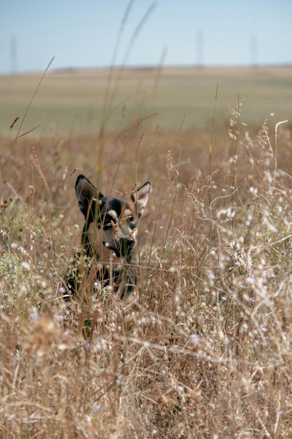 a small animal in a field of tall grass