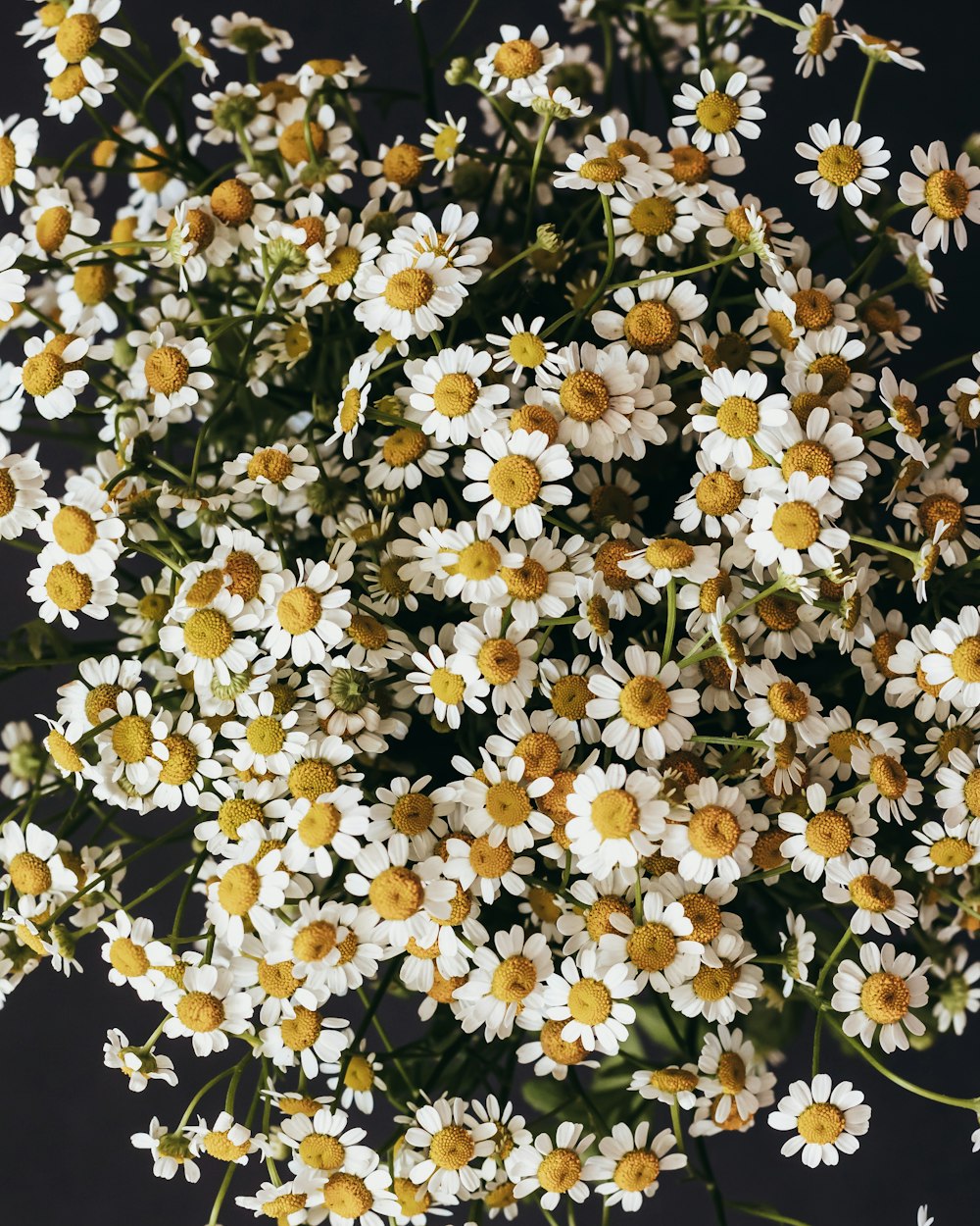 a bunch of white and yellow flowers on a black background