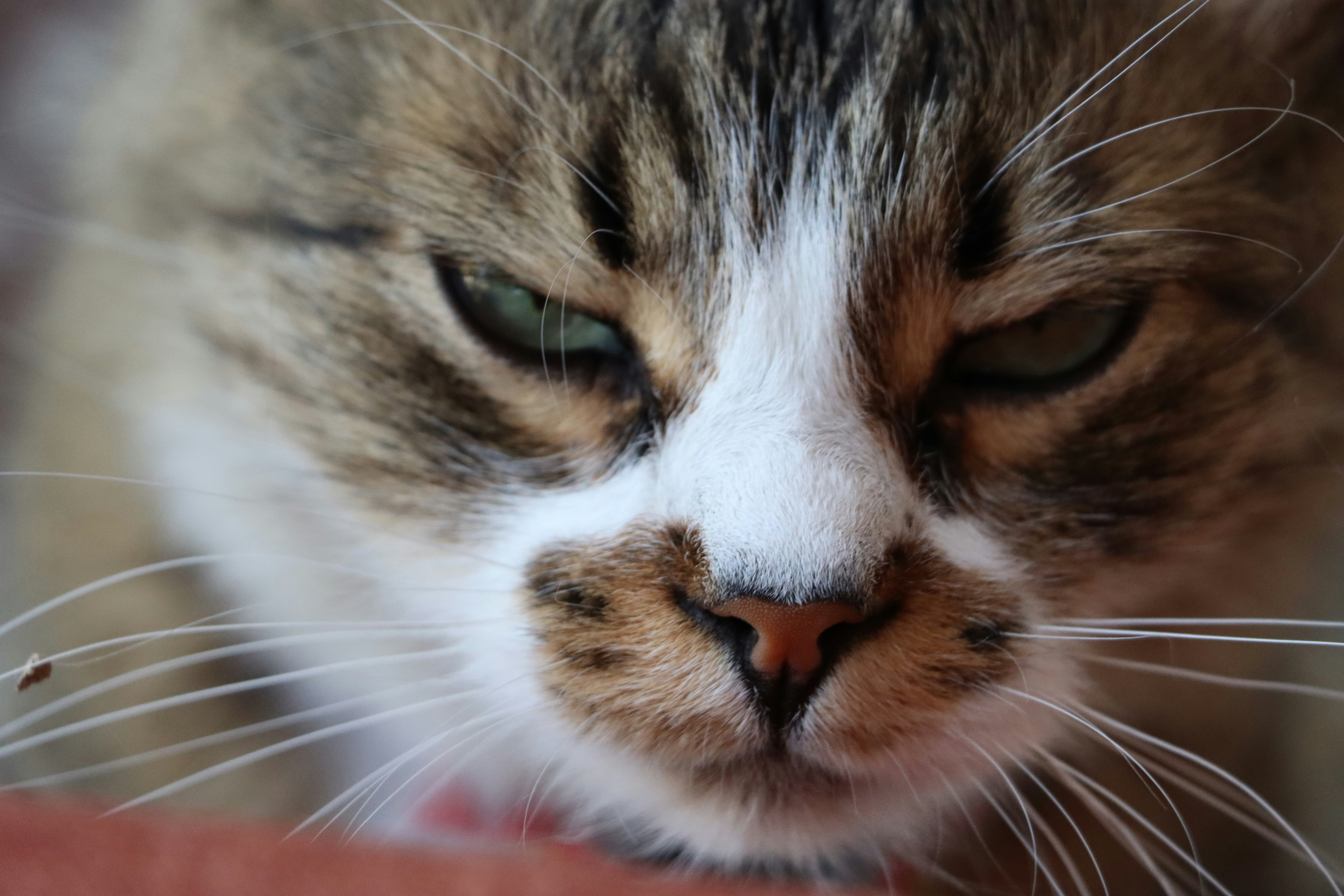 a close up of a cat with green eyes