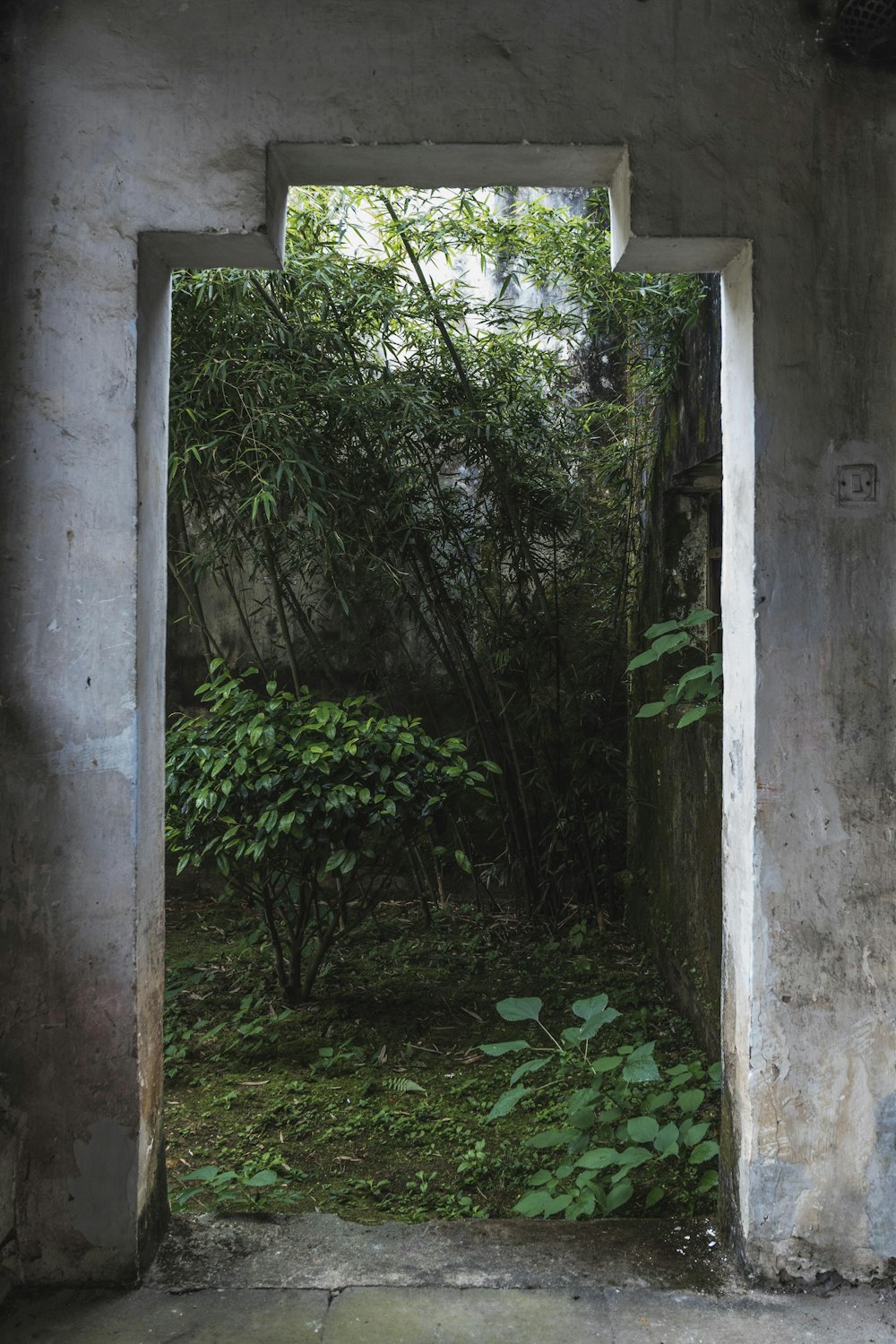 an open door leading into a lush green forest