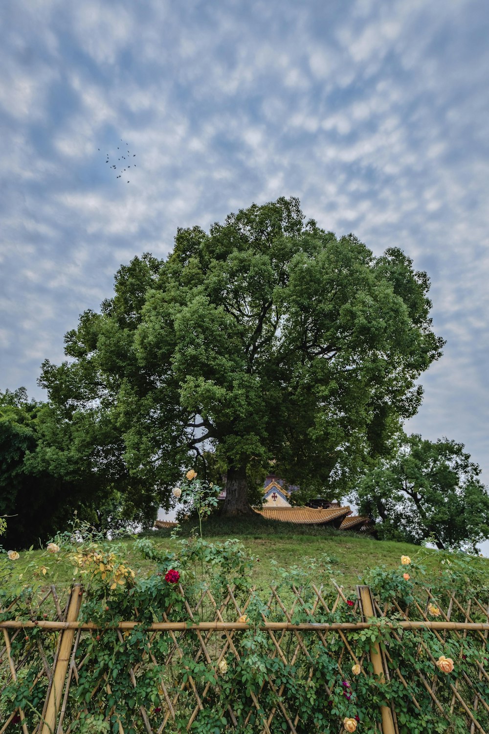 a large tree sitting on top of a lush green hillside