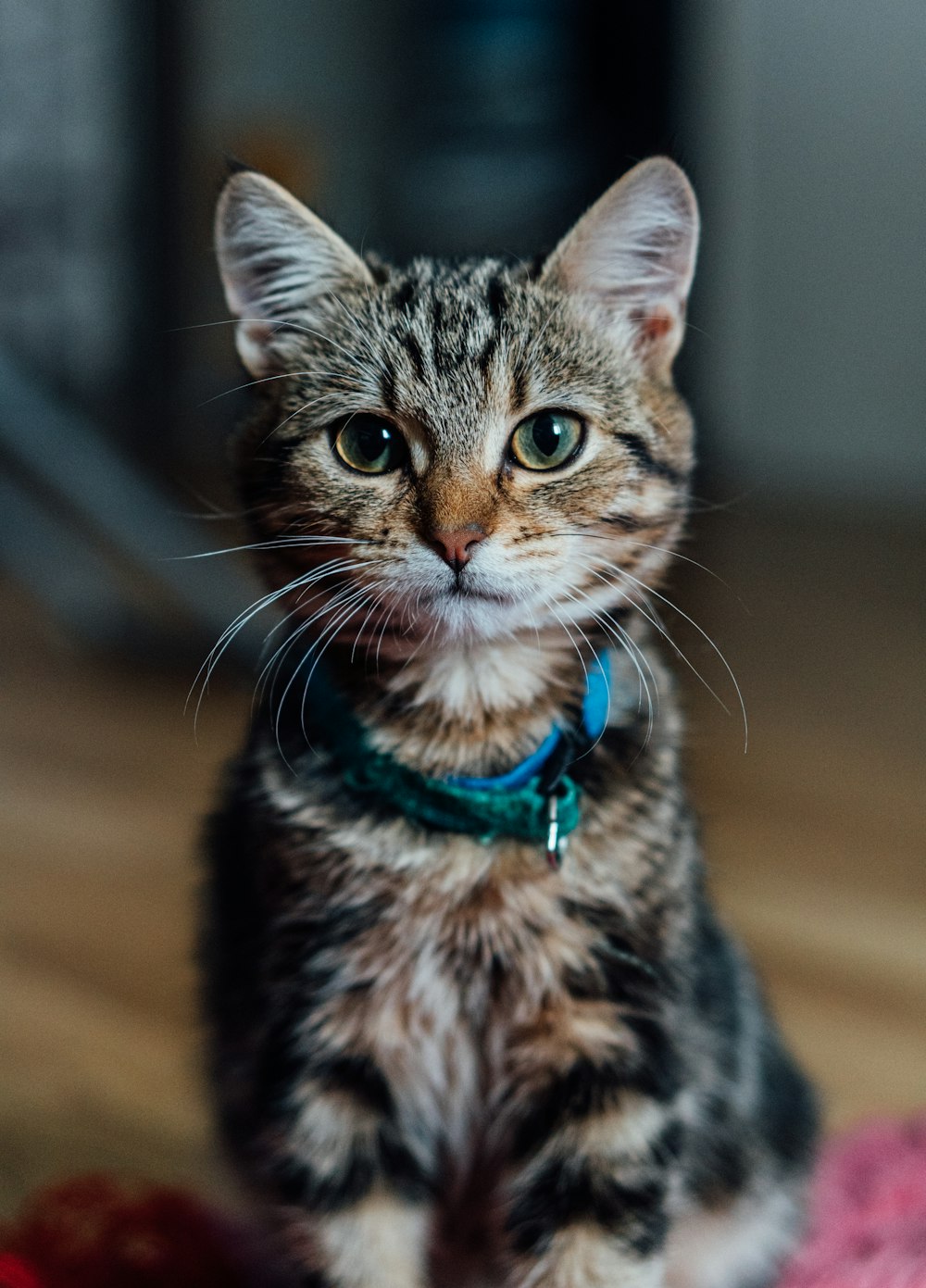 a small kitten sitting on top of a rug