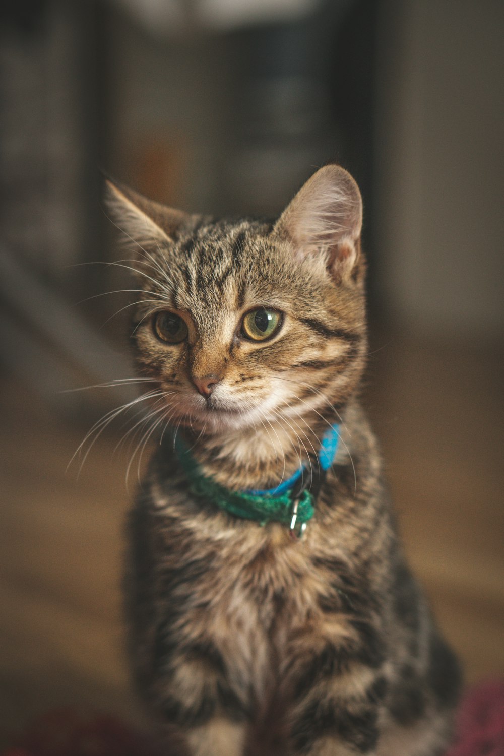 a small kitten sitting on top of a rug