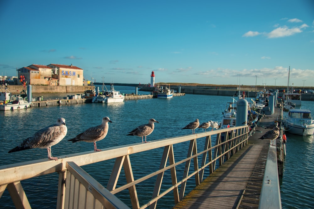 a group of seagulls are sitting on a pier
