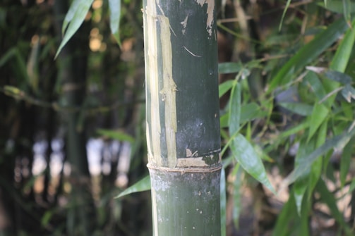 A close-up view of a bamboo stalk with its distinctive green and yellowish segments. The stalk shows some areas of peeling, revealing lighter shades beneath. Surrounding the bamboo are green leaves, characteristic of a bamboo grove, with dappled sunlight filtering through.