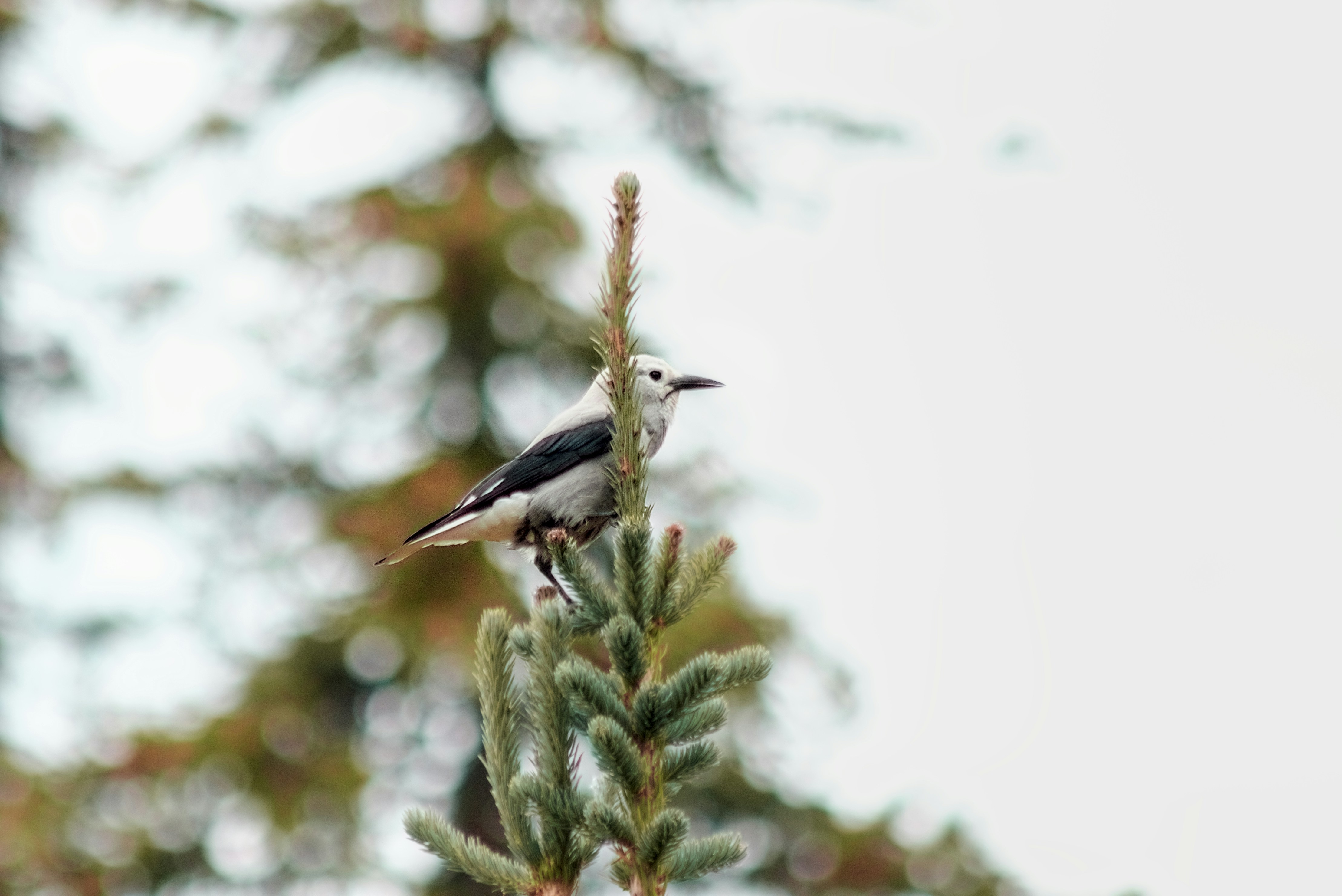 Photo by dcanadianphotographer