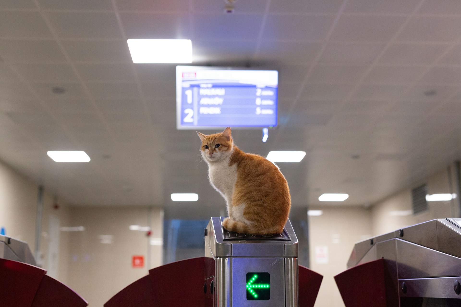 an orange and white cat sitting on top of a machine