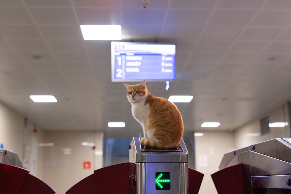 an orange and white cat sitting on top of a machine