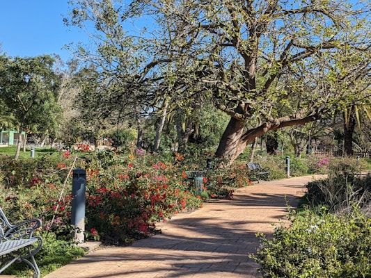 A peaceful park scene with a winding brick pathway surrounded by lush greenery and vibrant flowers. The sun casts dappled shadows through the branches of a large, partially leafless tree. Several benches line the path, inviting visitors to sit and enjoy the natural surroundings.