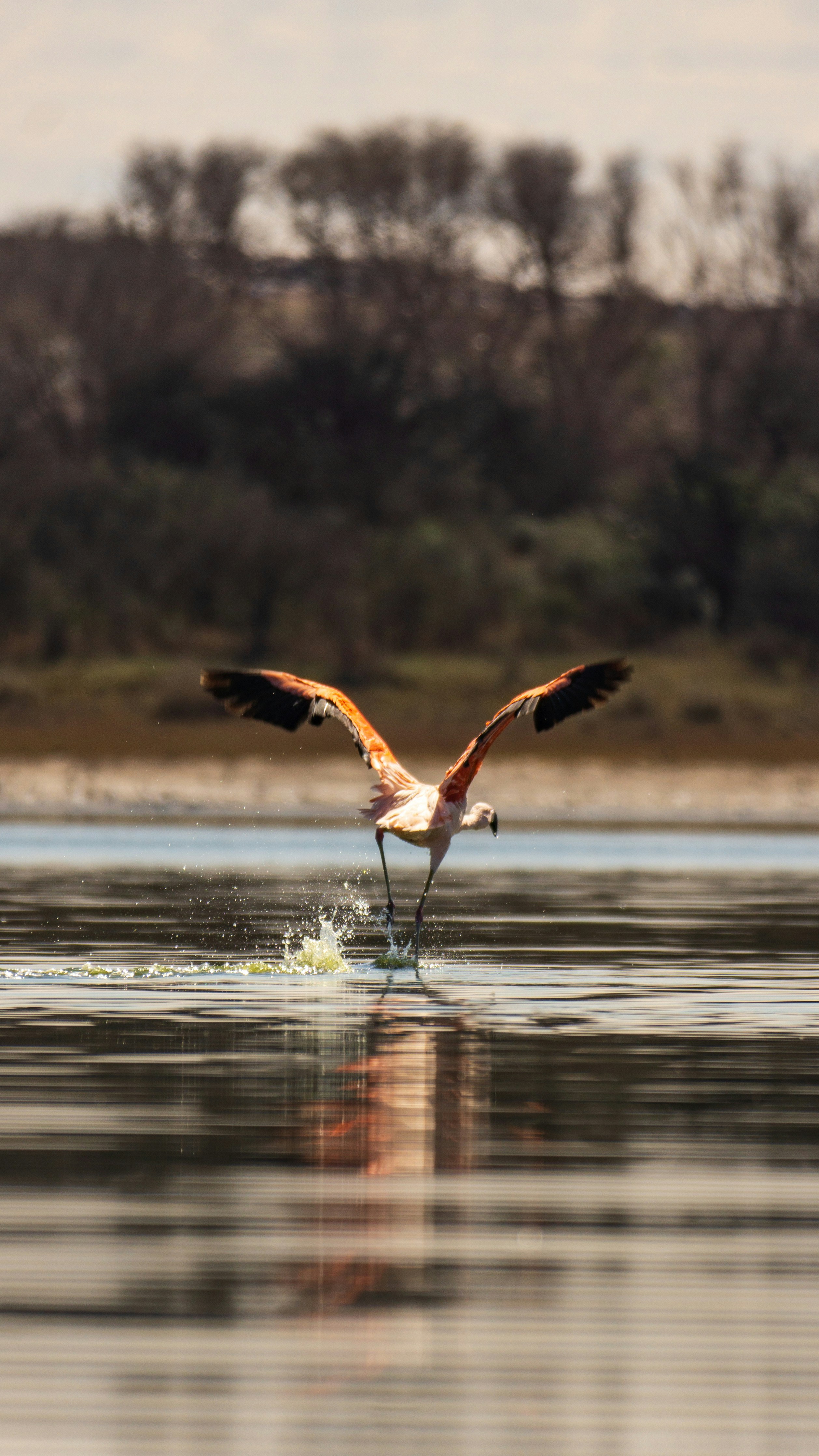 a large bird flying over a body of water