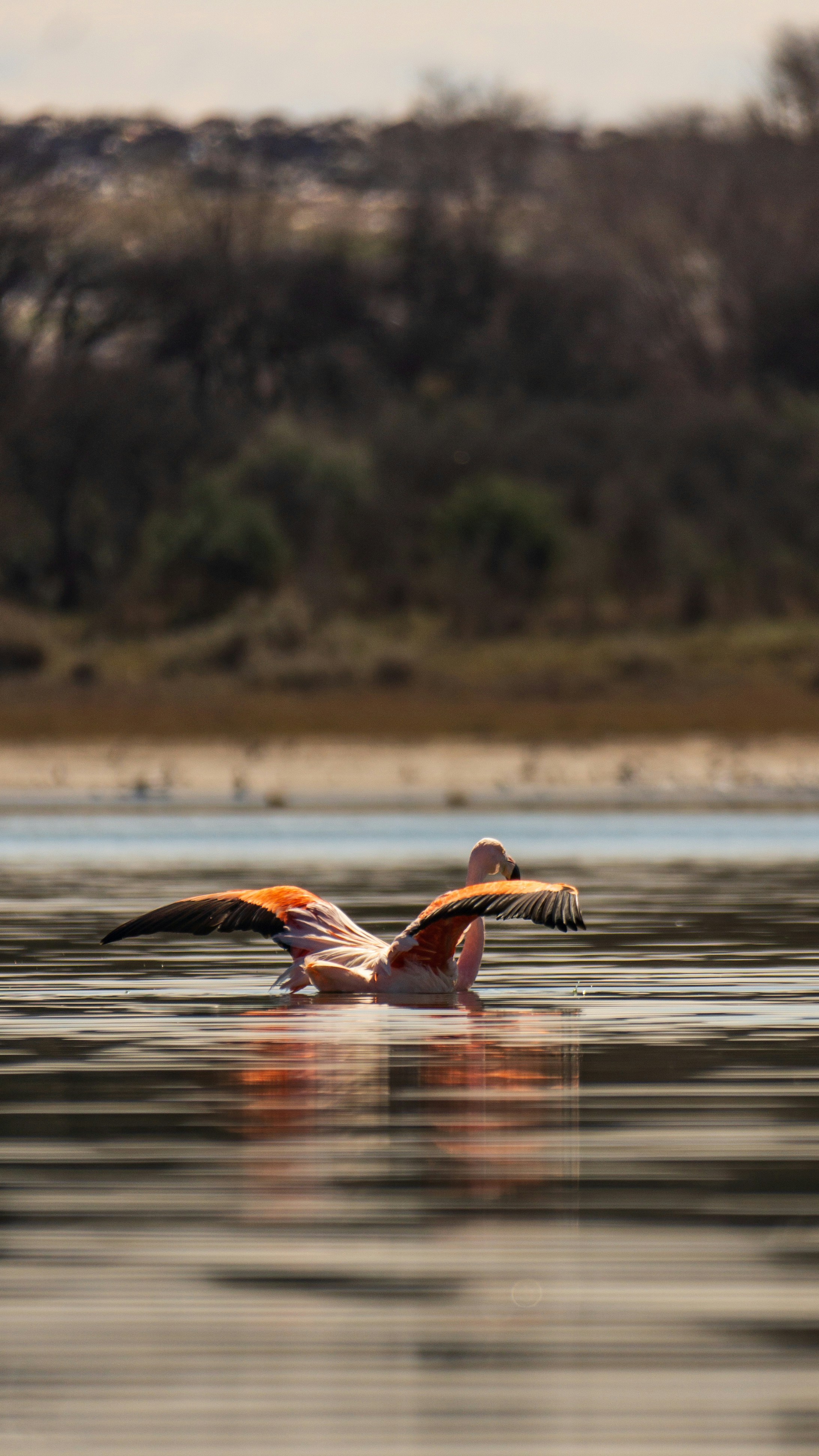 a large bird flying over a body of water